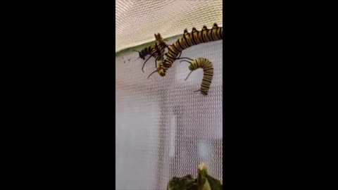 Monarch Caterpillar's Eating Another Monarch Caterpillar!