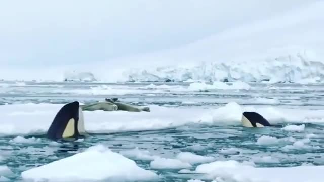 Orcas trying to hunt seals