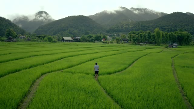 Man WalksThrough Rice Fields