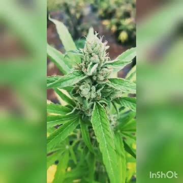 New Strain DeathEaterCDB ep.1