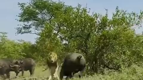 Buffalos Fighting with lion