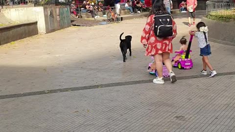 A Friendly Stray Dog In Armenia, Colombia 🐶❤️🇨🇴