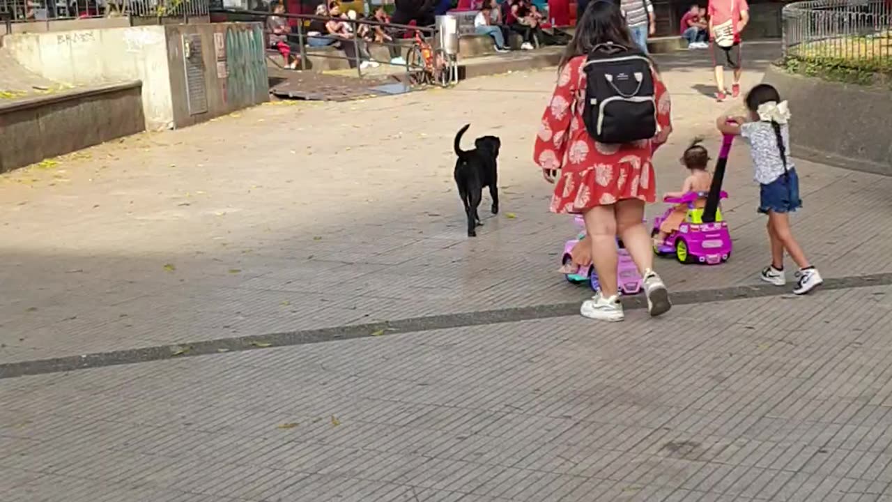 A Friendly Stray Dog In Armenia, Colombia 🐶❤️🇨🇴