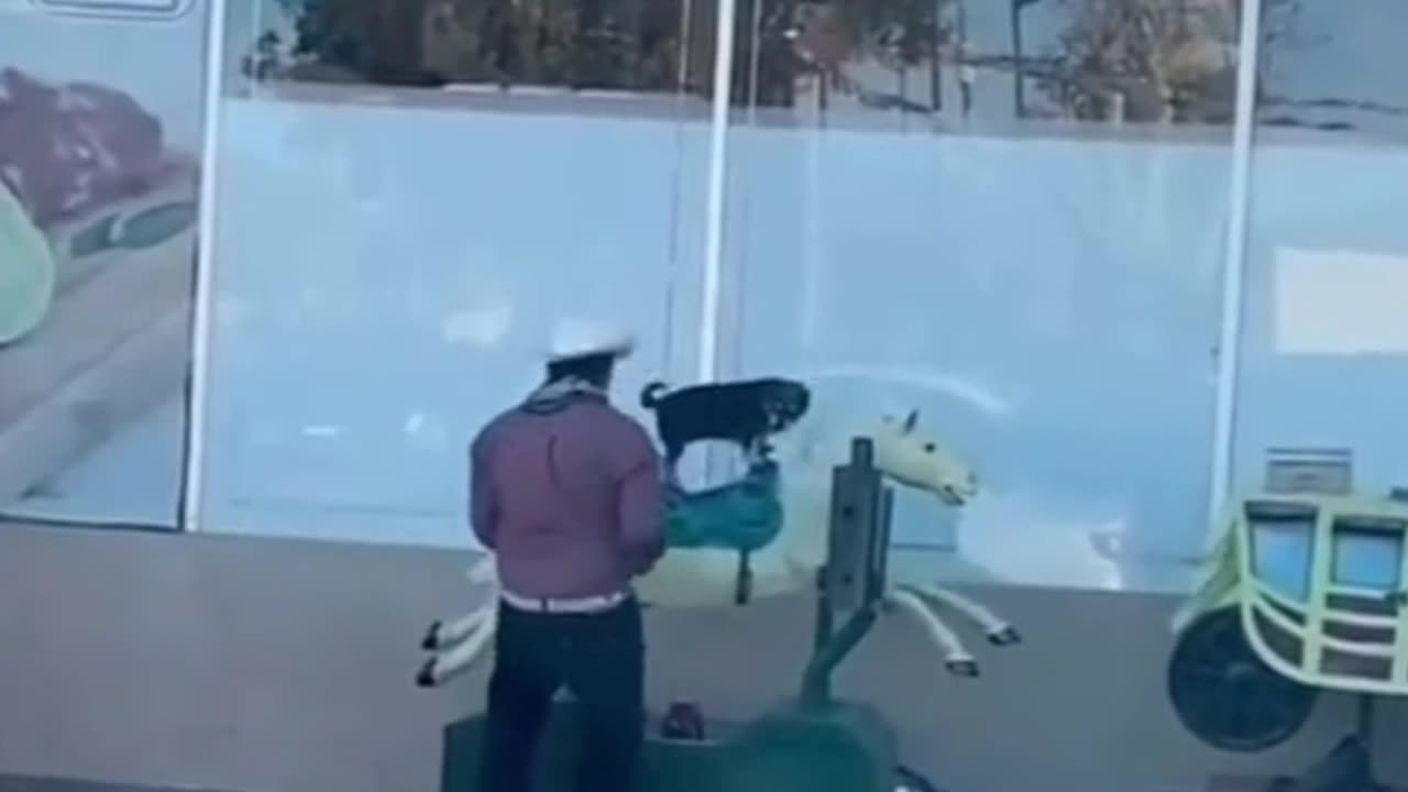 Dog