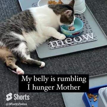 Kylo the cat's version of Hunger Games