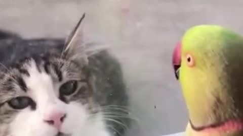 'Pekaboo I See You' | Lovely interaction between parrot and a cat