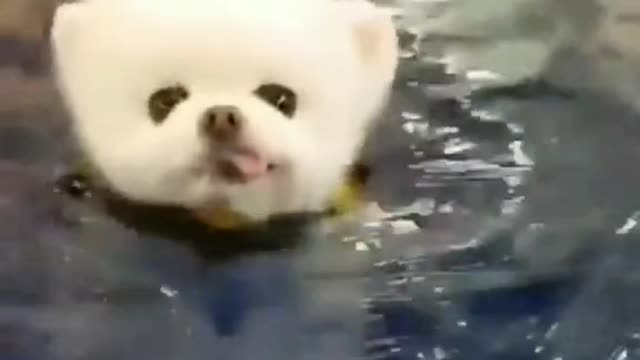 This is unbelievable. Look how the dog can swim a freestyle like a Gold medalist Olympic swimmer.