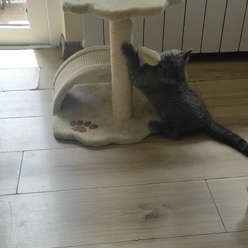 The kitten has a new toy 😻😻😻