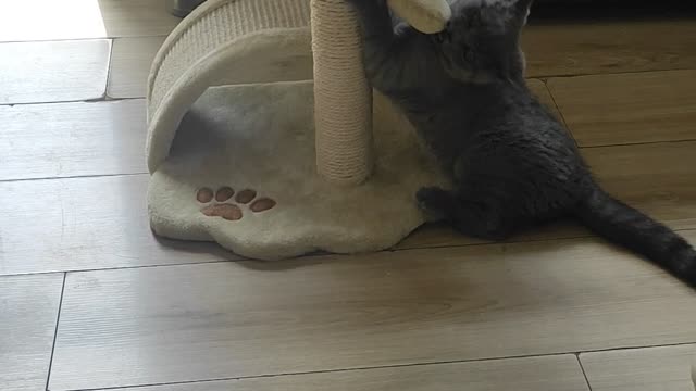 The kitten has a new toy 😻😻😻