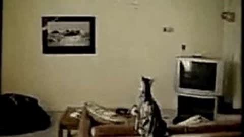 reckless cat