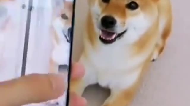 Cutest dog video ever seen cute dogs funny videos
