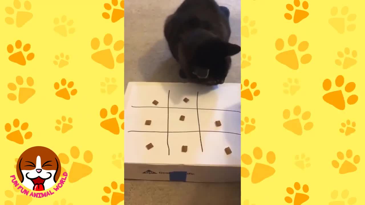 Naughty Animals Funny Things That Will Make You Laugh Cute Animal Videos To Cheer You Up