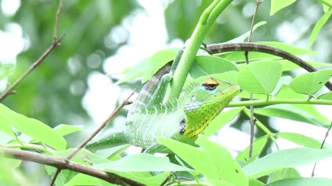 Close-up View Of An Iguana On A Tree