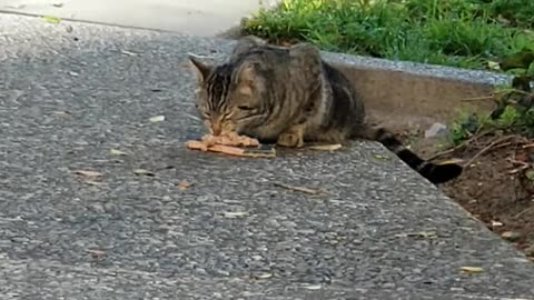 20240319 171407 CPACat2 Eating