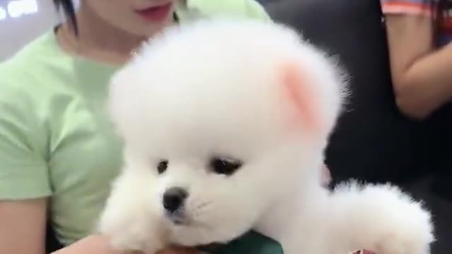 Funny and Cute Pomeranian Dogs Adorable Puppies & Doggos