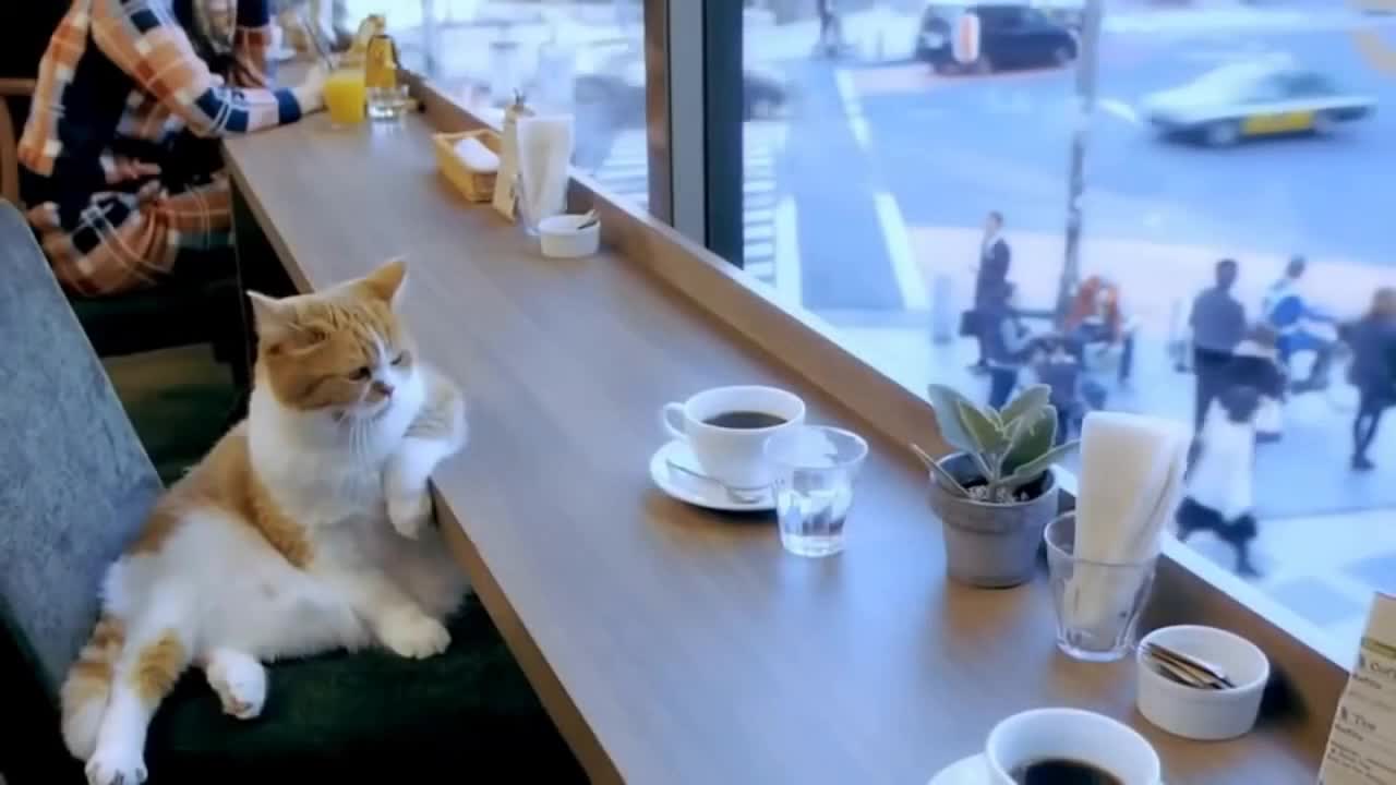 cat on vacation