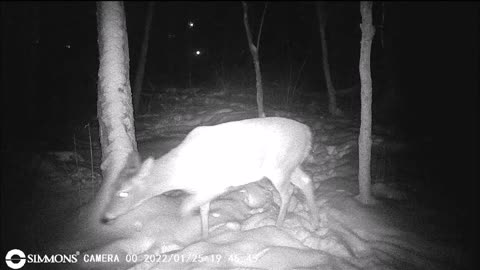 Backyard Trail Cam - Yearling Deer Hanging out at Frog Pond