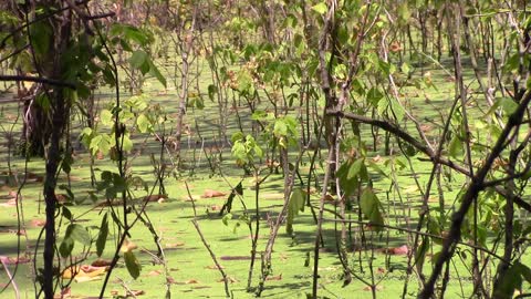 Chimes of Chartreuse