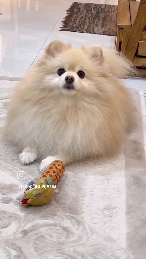 Can you believe it? This dog laughs every time his owner says 'smile' just to go outside! 😂