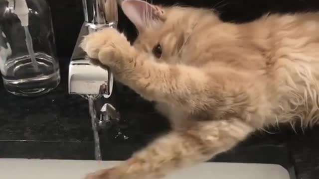 Cat playing with water