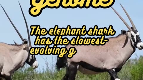 Animal Facts Elephant Shark Genome #shorts