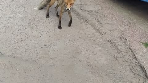 fox