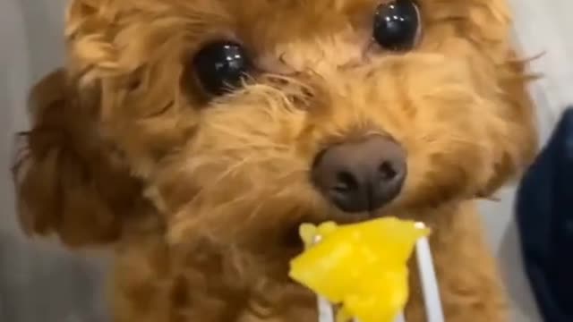 poodlelover#doglover#bite#please