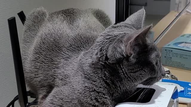 Russian Blue