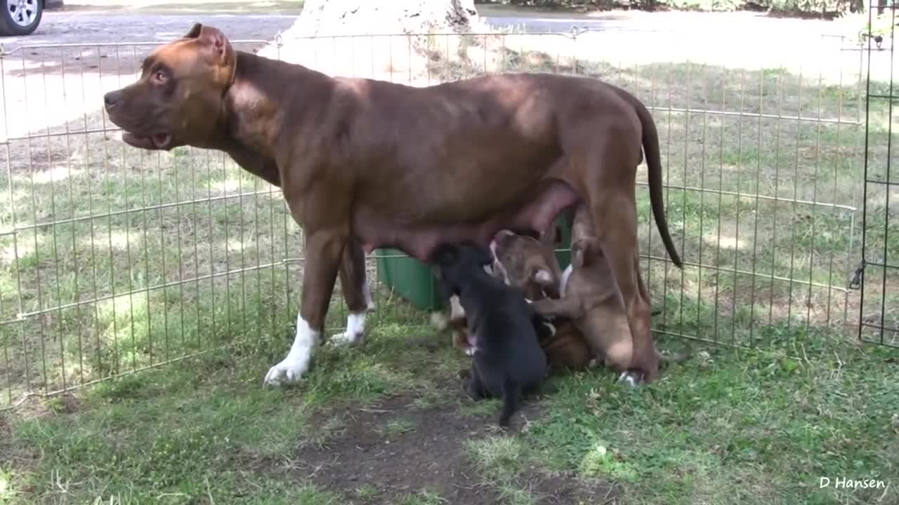 Pit Bull Growls and Snaps at Her Puppies!