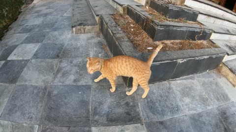 ED SHEERAN & MICHAEL JACKSON - Homeless cats in Ras Al Khaimah, UAE #cat #EdSheeran #MichaelJackson