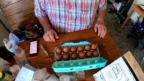 Ep 7 Black Copper Maran Babies Hatch by Buff Orperington Hen