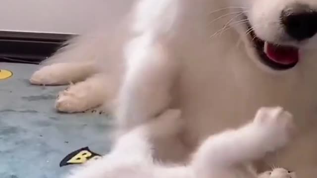 Funny & Cute Cat vs Dog Complation Video..