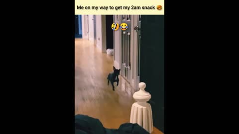 🆕Funny Animals Compilation Try Not To Laugh Cute Pets And Funny Animals Compilation Check It Out!