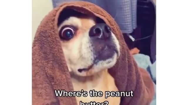 How to Wash your Dog using the peanut butter trick