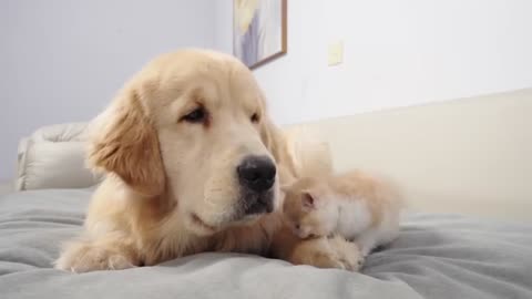 Kitten Becomes Madly Obsessed With Golden Retriever 100 Times Her Size