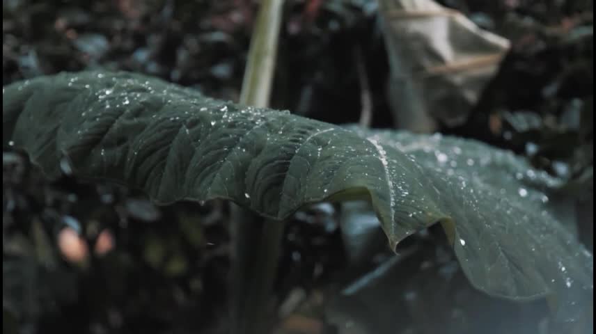 ticking raindrops in my world