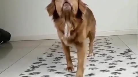 Talented Dog