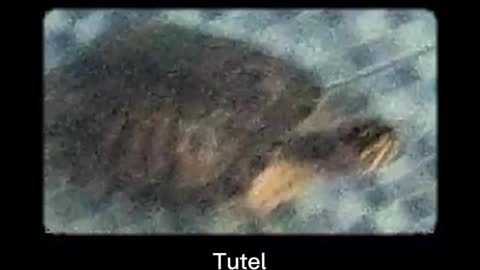 Tuteeel