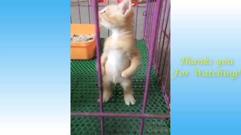 Cute Cats and Funny Dogs