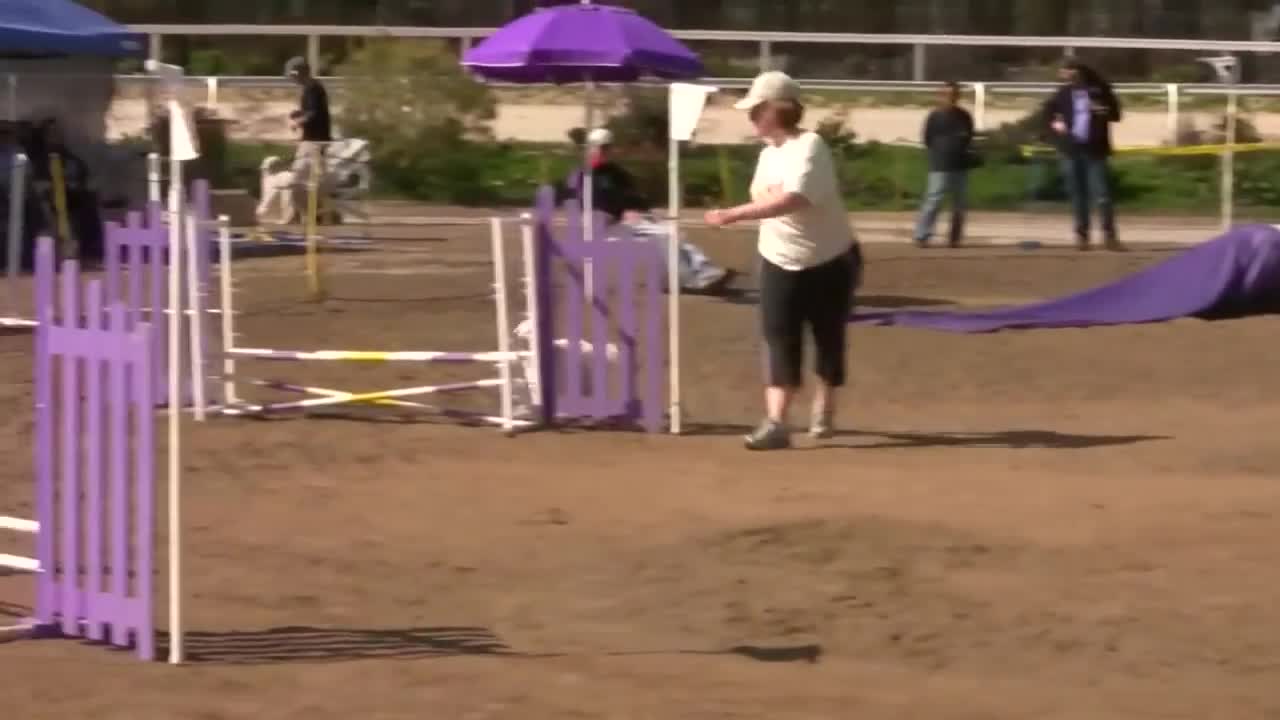 Dog Agility Competition (in HD)