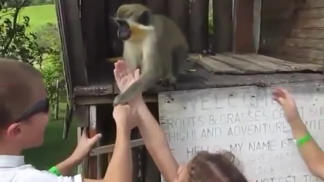 The thief monkey