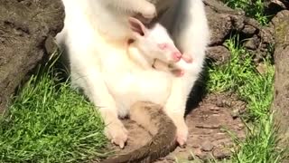 Albino Kangaroo and Her Joey