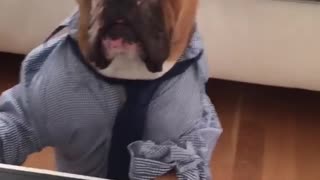 Brown dog dress shirt tie working on laptop