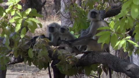 Monkeys Sound Alarm To Save Deer From A Tiger | Life | BBC Earth