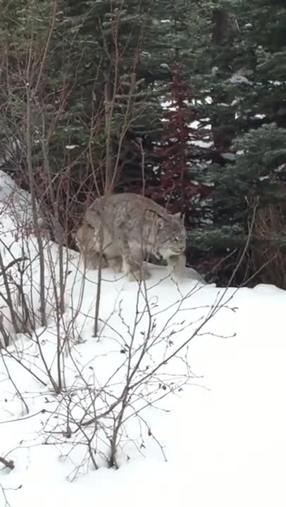 Esta es una de las filmaciones más cercanas de un amigable lince captadas en cámara
