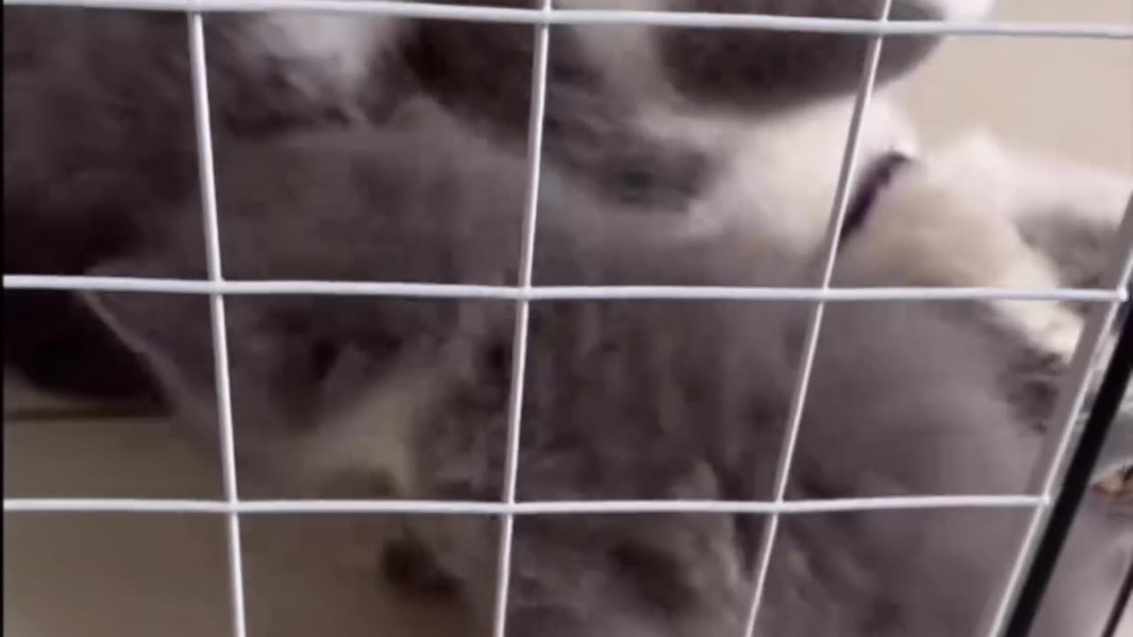 Clever Kitty Pretends to Be Stuck for Extra Love ❤️