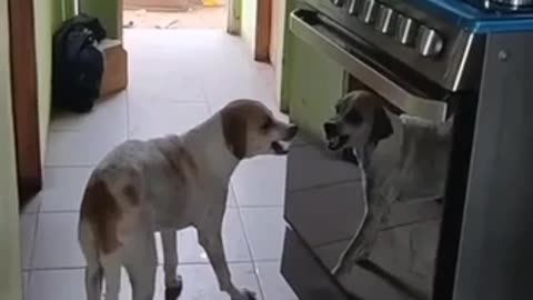 WHAT ARE🐶U STARING AT?😅BACK OFF!