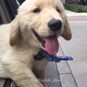 Adorable cachorrito adora pasear en auto