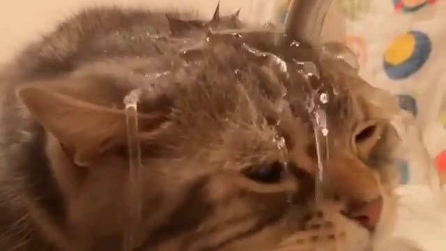 Let's take a look at how this stupid cat drinks water