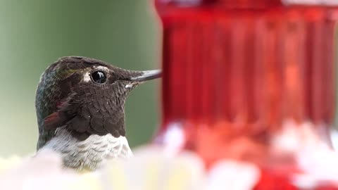 Beautiful birds charming